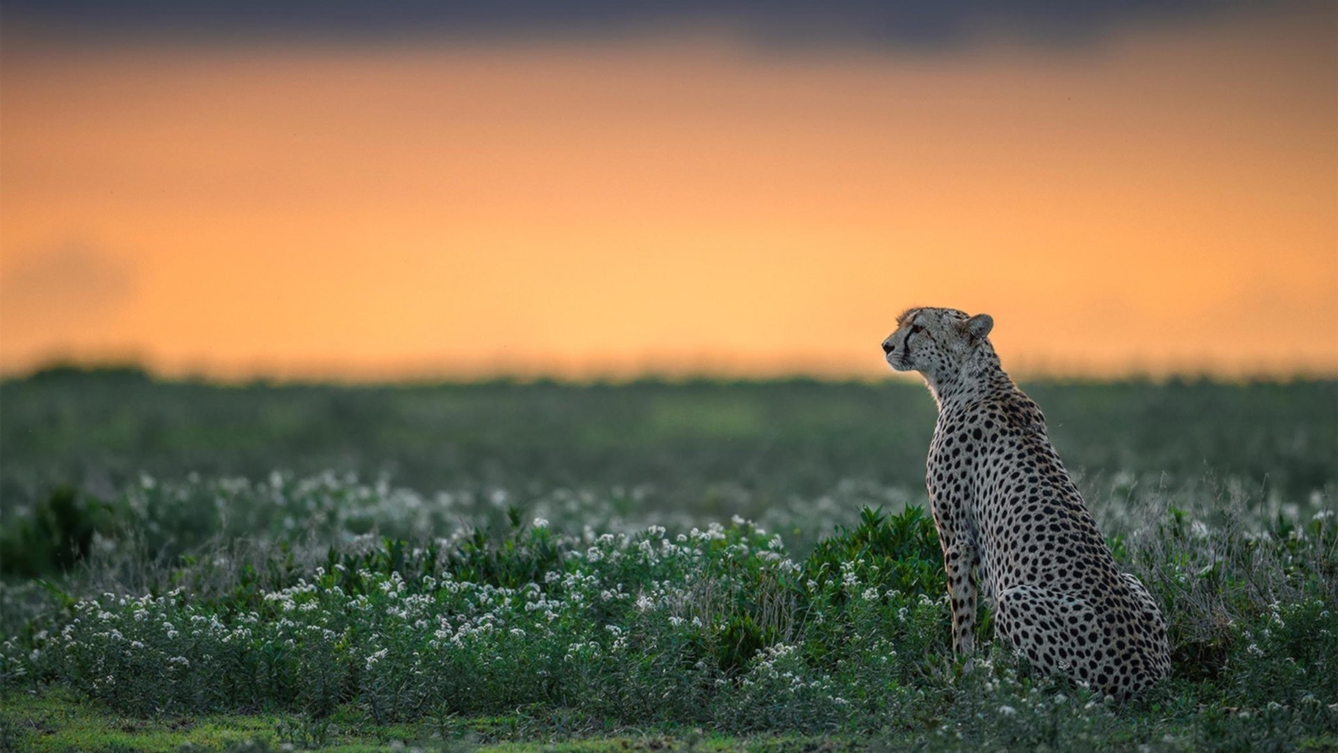 “2025世界运动会:运动舞蹈赛场,金牛区城北体育馆见证舞者挑战极限的时刻”