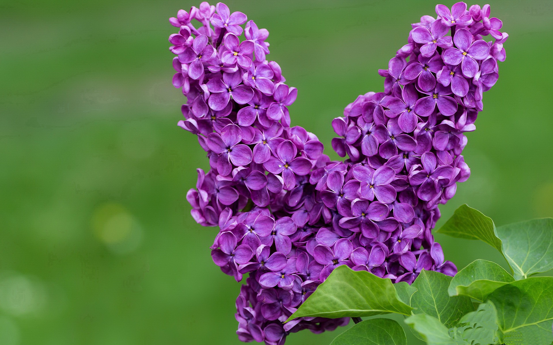 “武术对决:2025世界运动会高新体育中心武者斗志昂扬”