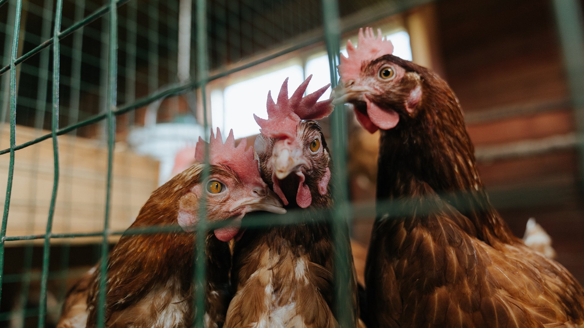 中国三人篮球女队坚持以快制胜战术核心,中国三人篮球女队获得的成绩为
