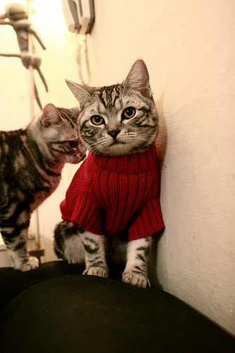 划水深度对蝶泳速度的影响,蝶泳s型划水好还是i