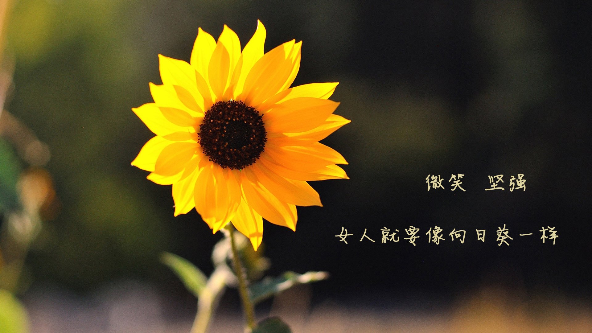 德国女将仰泳再进决赛圈,德国女将仰泳再进决赛圈的是谁