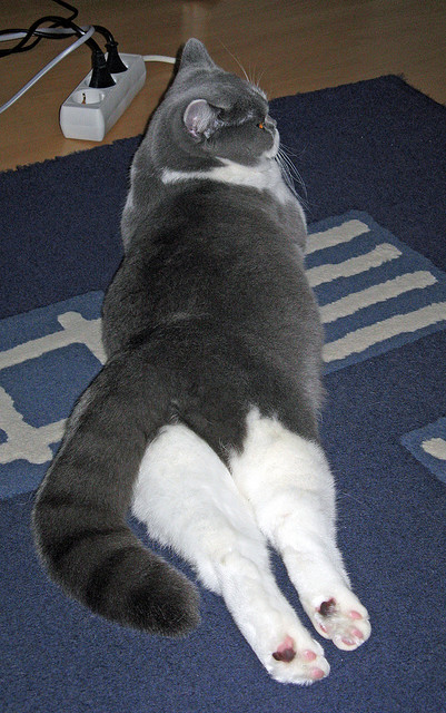 kaiyun体育综合-杨瀚森赛季中段状态回暖成为战术核心，杨翰笙个人介绍